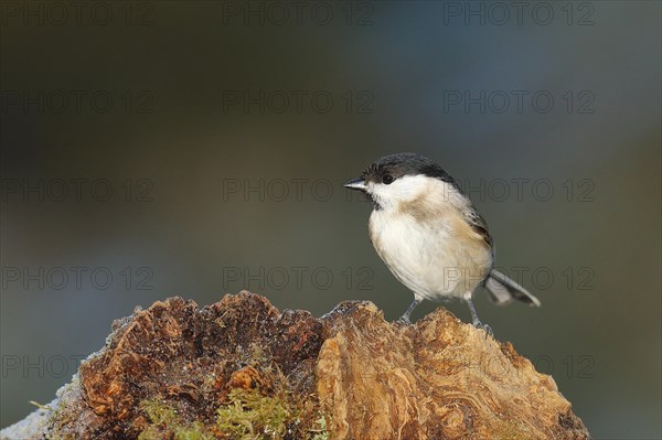 Marsh tit