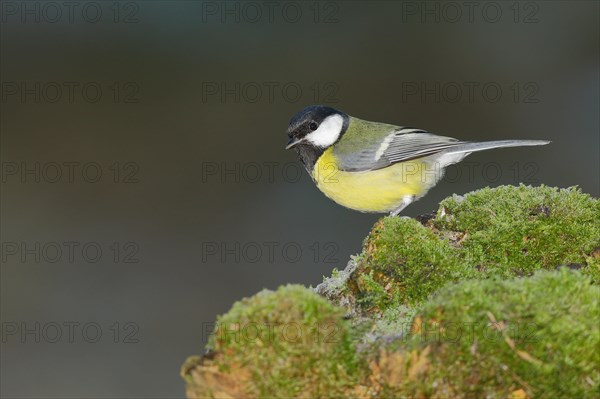 Great tit