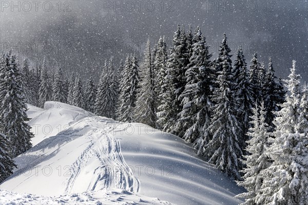 Snow-covered mountain landscape with trees in winter during snowfall