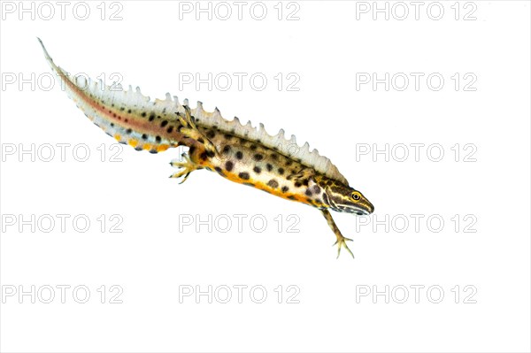 Northern crested newt