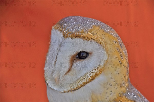 Head of a common barn owl