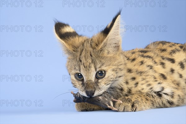 Serval