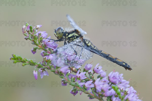 Black darter