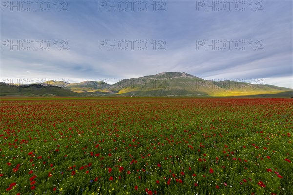 Blooming on plateau Piano Grande