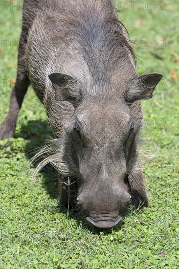 Common warthog