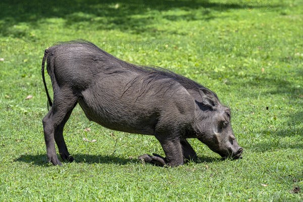 Common warthog