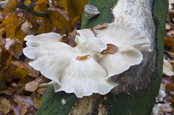 Branched oyster fungus