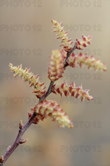 Bog myrtle