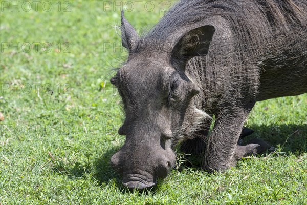 Common warthog