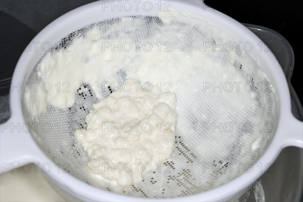 Kefir tubers lie in a plastic sieve after the kefir has been sieved