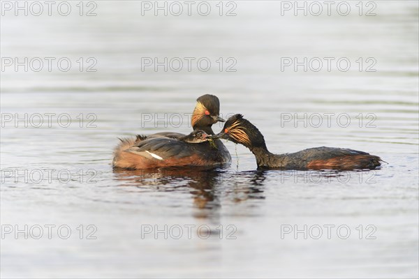 Black-necked grebe