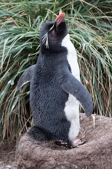 Southern rockhopper penguin