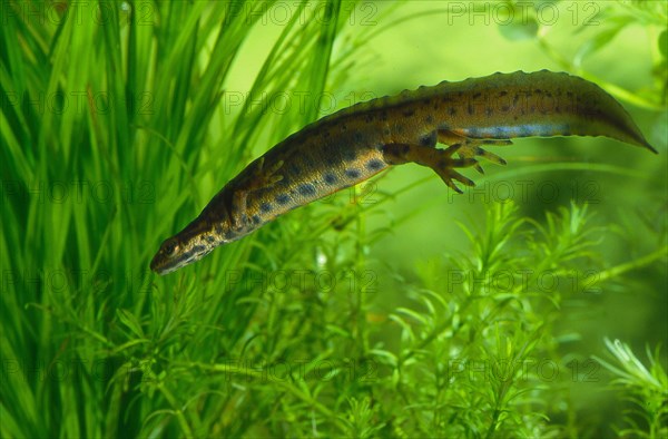 Common newt