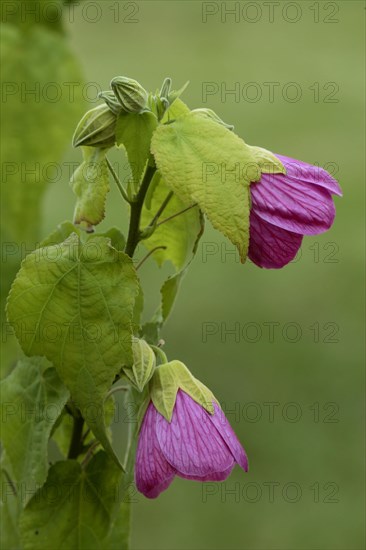 Bell mallow Abutilon Abutilon x hybridum Flower Bloom Ellerstadt Germany Germany