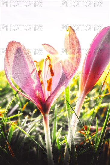 Meadow saffron