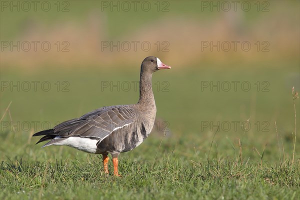 Greater white-fronted goose