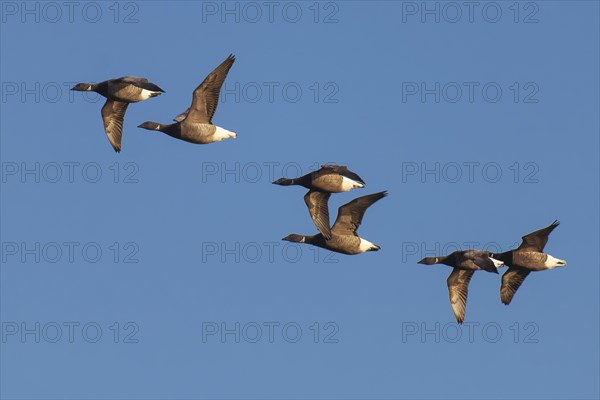Flying brant geese