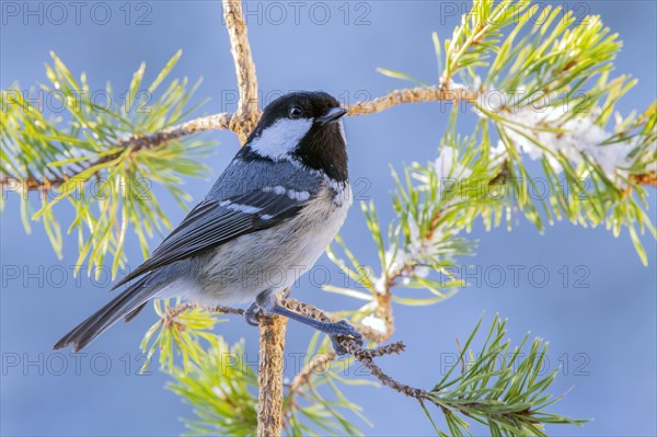 Coal tit