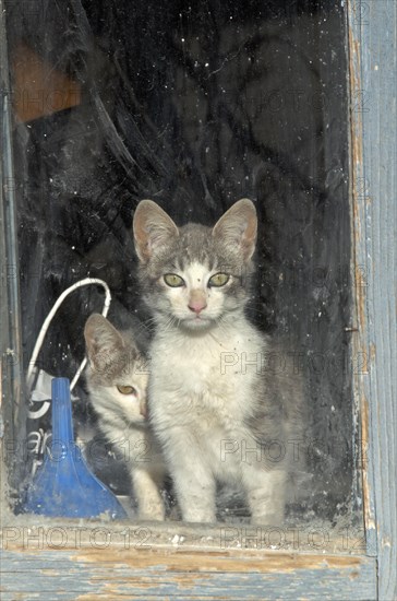 Cats behind dirty window pane