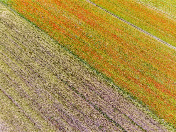 Aerial view of Piano Grande di Castelluccio di Norcia