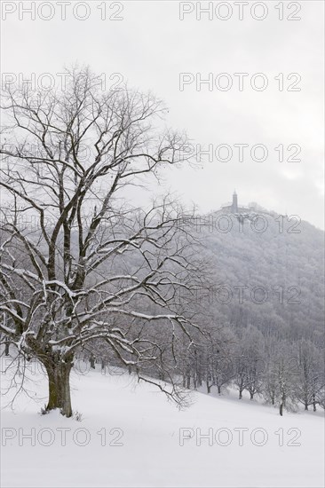 Large-leaved linden