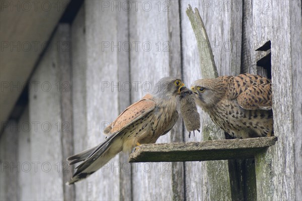 Common kestrels