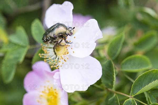 Bracken chafer