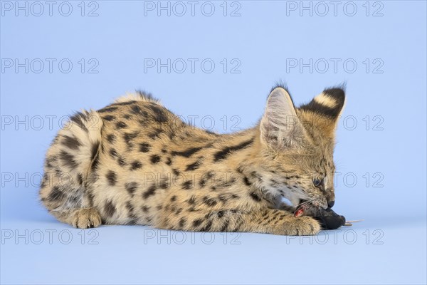 Serval