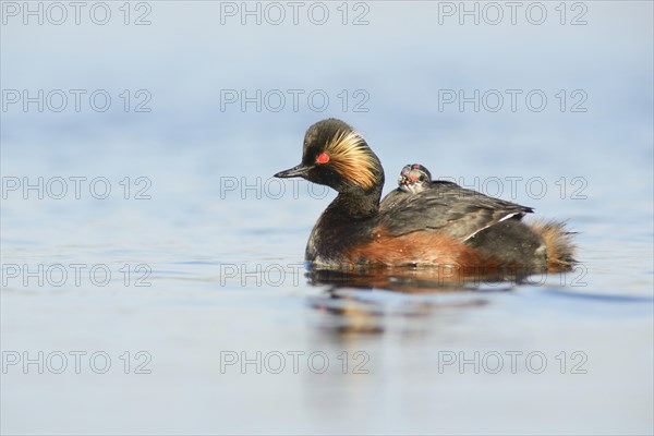 Black-necked grebe