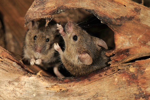 House Mice