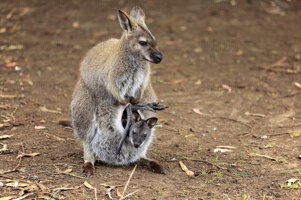 Bennett Wallaby