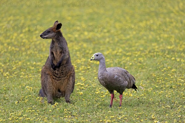 Cape Barren Goose