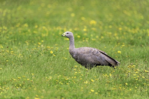 Cape Barren Goose