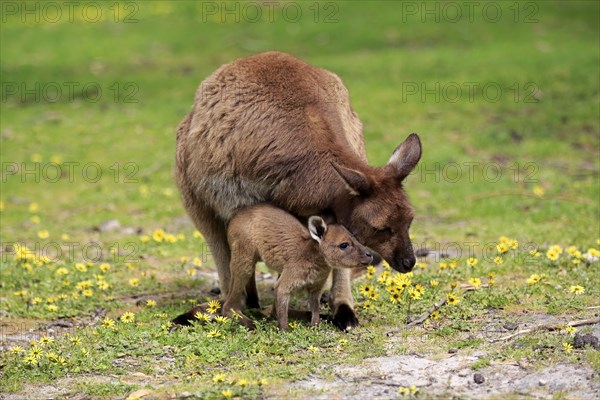 Kangaroo Island Kangaroo