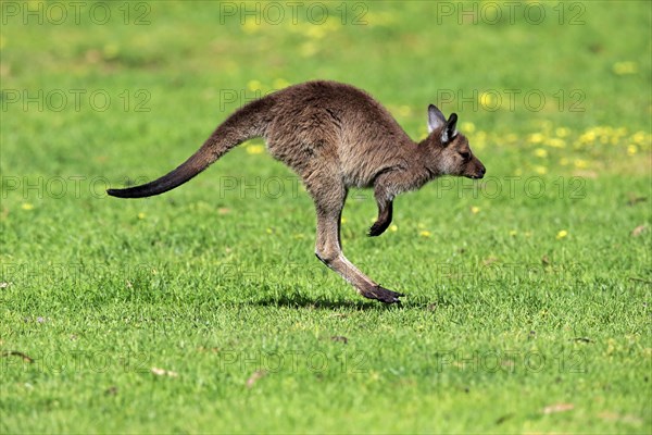 Kangaroo Island Kangaroo