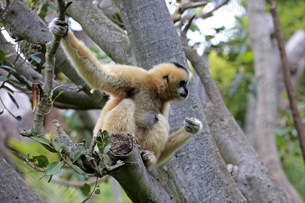 Northern white-cheeked gibbon