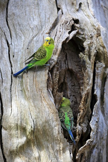 Budgerigar