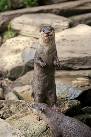 Oriental small clawed Otter