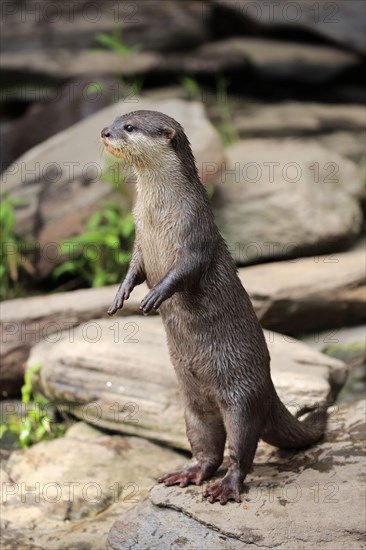 Oriental small clawed Otter