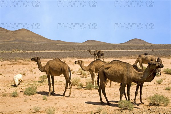 Dromedaries in the desert