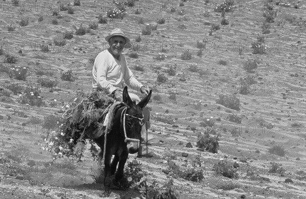 Laughing man on donkey riding across field