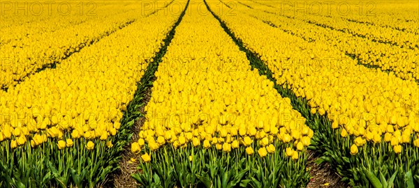 Flowering tulip fields