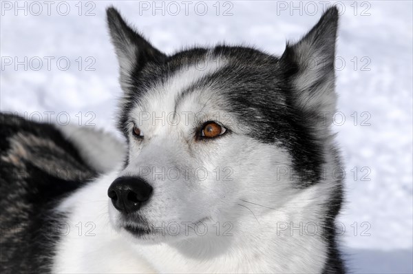 Siberian Huskies