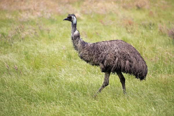 Emu