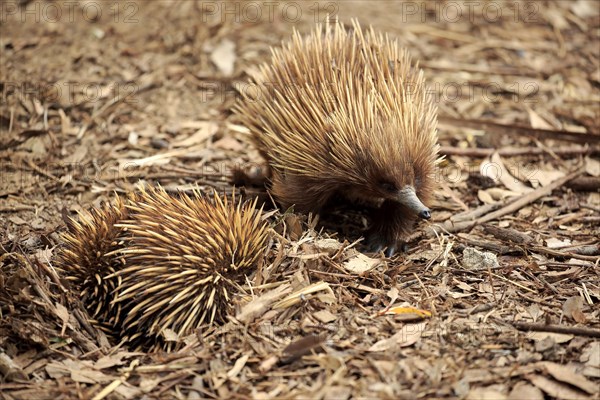 Short-beaked Echidna