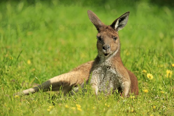 Western Grey Kangaroo