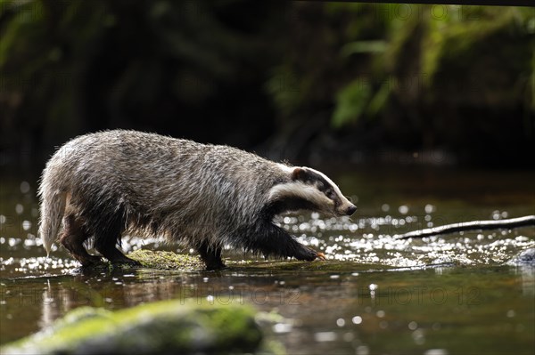 European badger