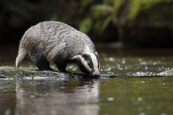 European badger