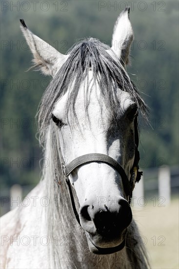 Arabian mare