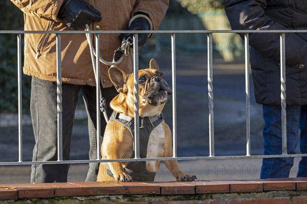 Boxer dog leashed by its master looking through a garden fence